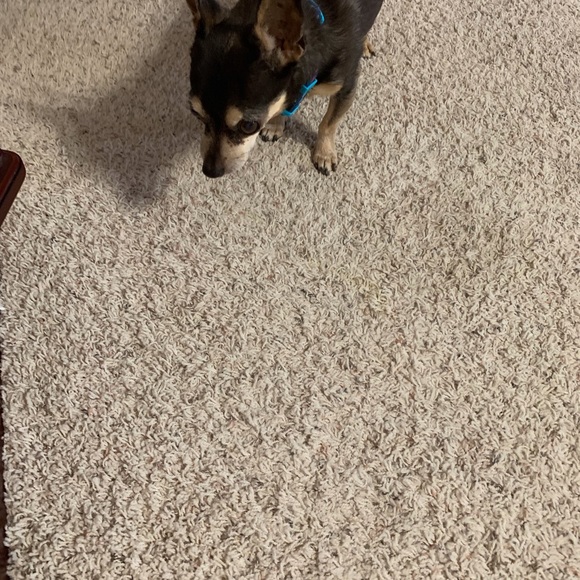 Meet your Posher, Dawn - Picture 6 of 8